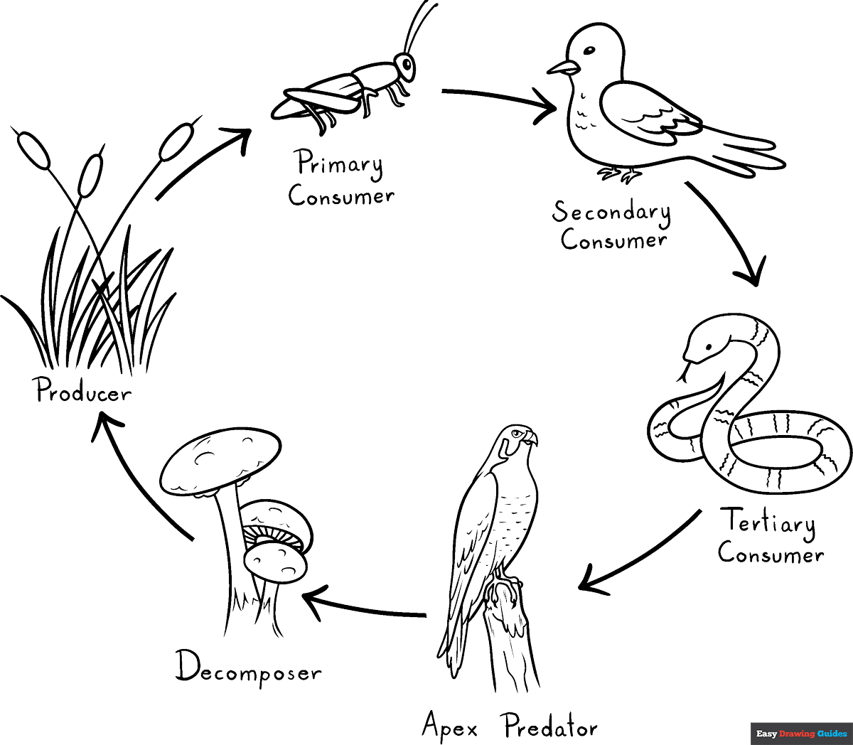 Free printable Food Chain coloring image