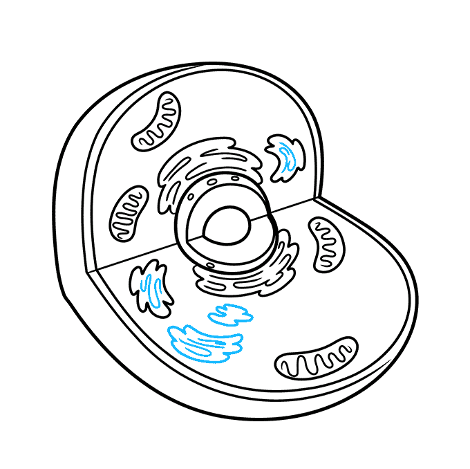 How to Draw an Animal Cell Step 06