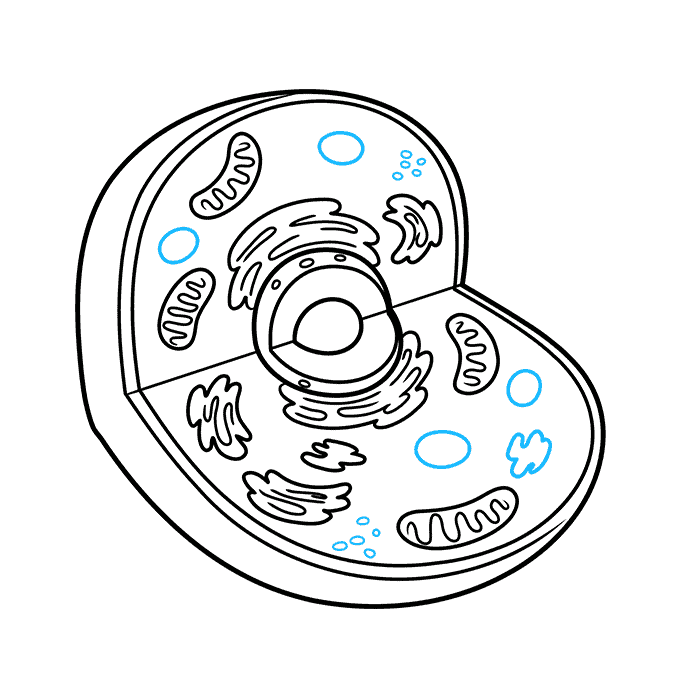 How to Draw an Animal Cell Step 07