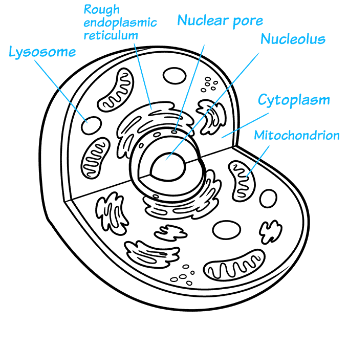 How to Draw an Animal Cell Step 08