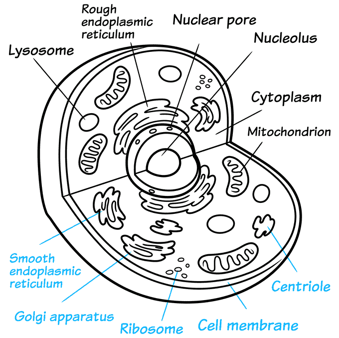 How to Draw an Animal Cell Step 09