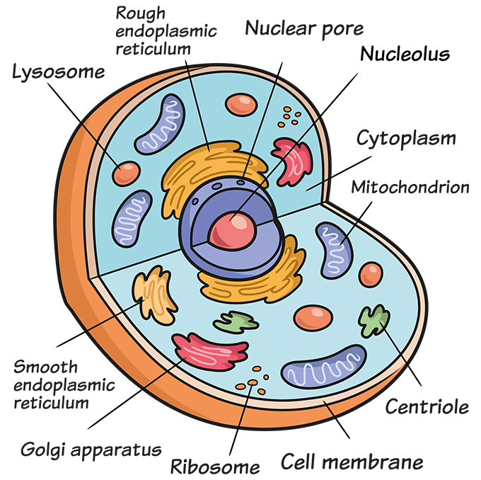 How to Draw an Animal Cell Step 10