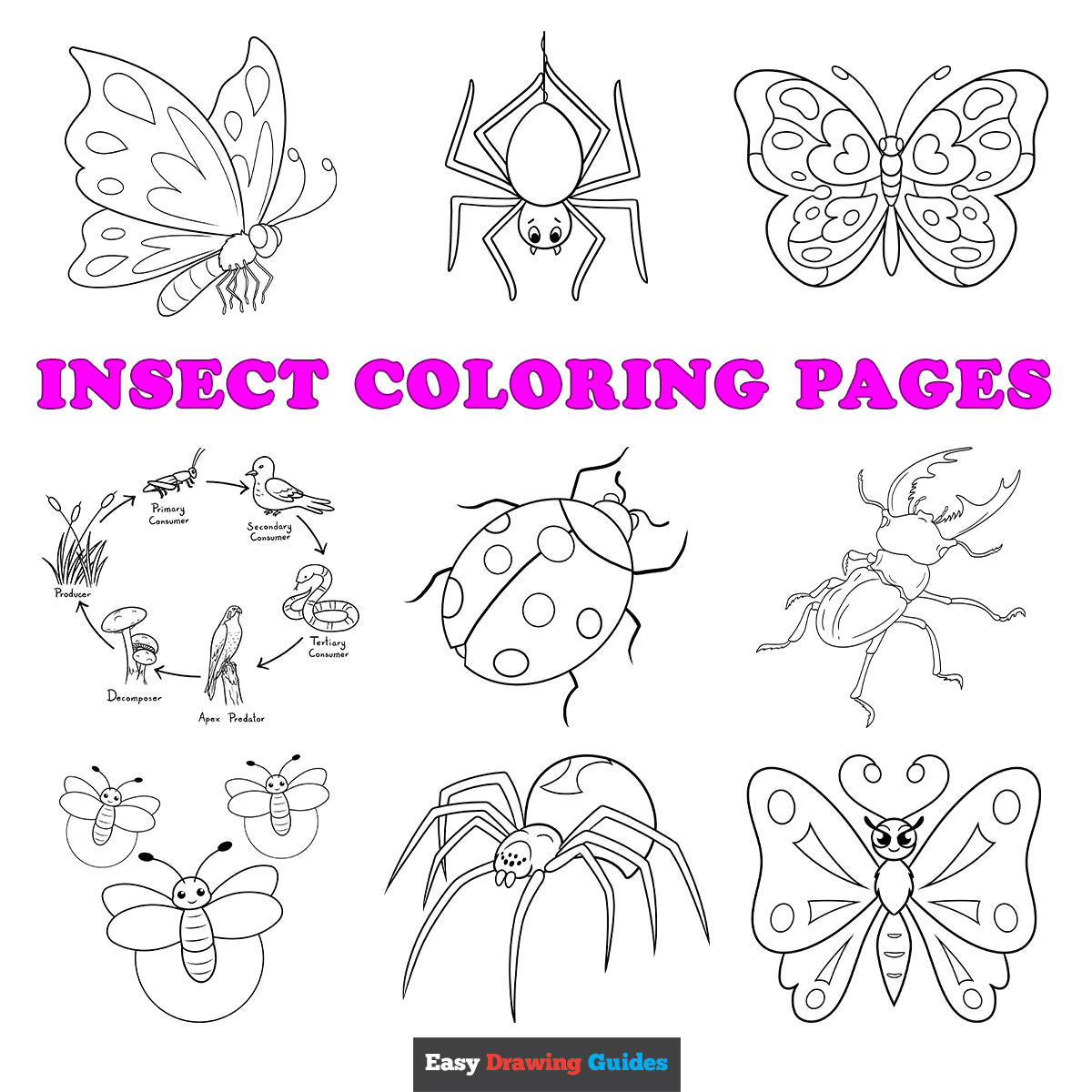 Free printable insect coloring sheets - featured image
