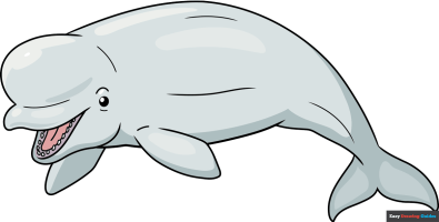 How to Draw a Beluga Whale