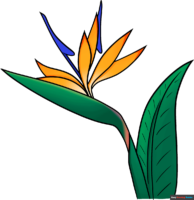 How to Draw a Bird of Paradise Flower