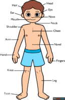 How to Draw a Body Parts Diagram for Kids