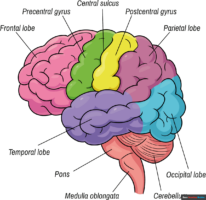 How to Draw a Brain Diagram