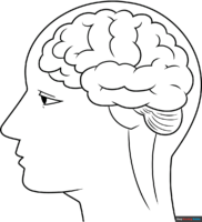 How to Draw a Brain Outline