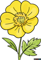 How to Draw a Buttercup