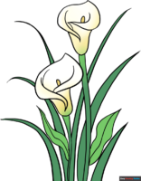How to Draw a Calla Lily