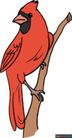 How to Draw a Cardinal Bird
