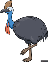 How to Draw a Cassowary