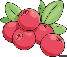 How to Draw a Cranberry