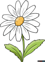 How to Draw a Daisy Flower