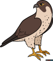 How to Draw a Falcon