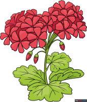 How to Draw a Geranium