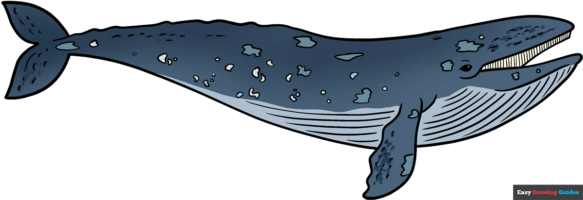 How to Draw a Grey Whale
