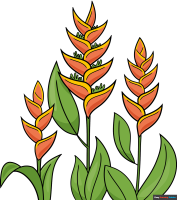 How to Draw a Heliconia
