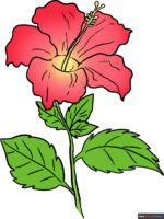 How to Draw a Hibiscus