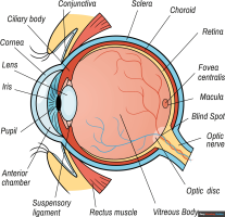 How to Draw a Human Eye Diagram
