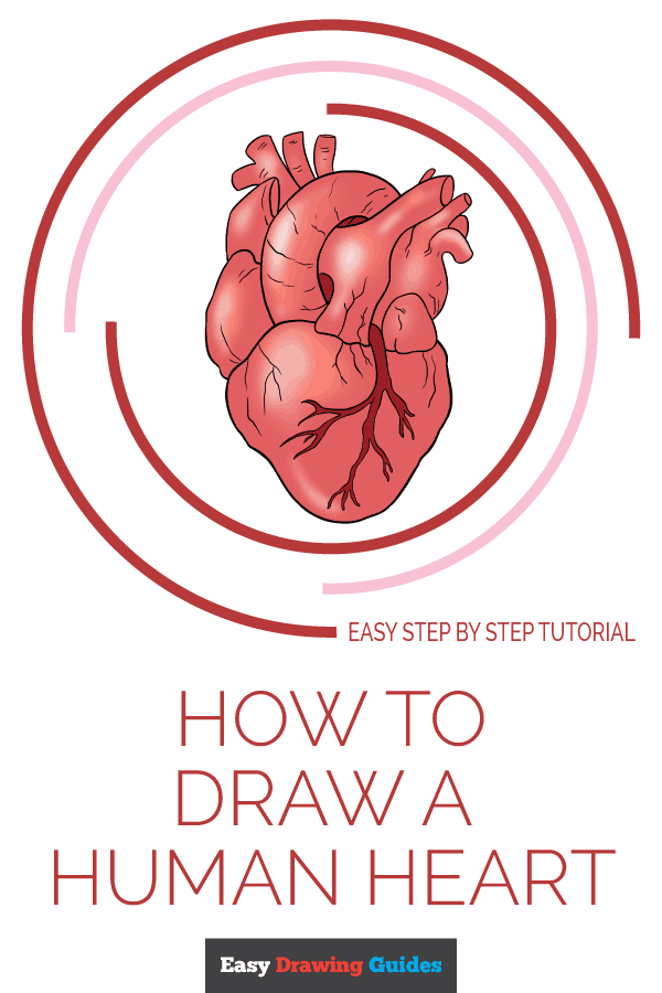 How to Draw a Human Heart | Share to Pinterest