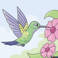 How to Draw a Hummingbird