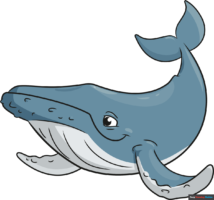 How to Draw a Humpback Whale