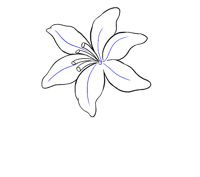 How to draw a Lily Step: 13