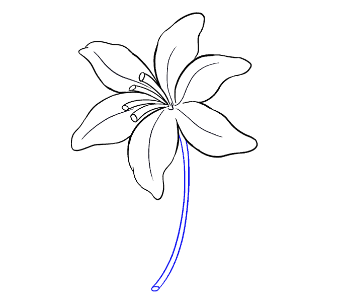 How to draw a Lily Step: 14
