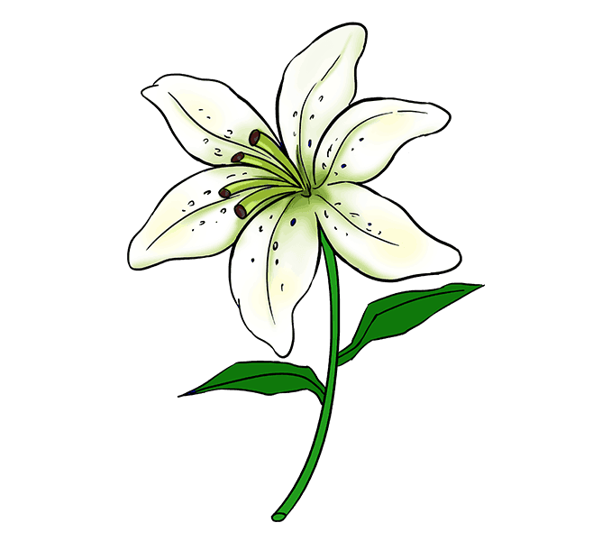 How to draw a Lily Step: 20