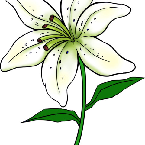 How to Draw a Lily Featured Image
