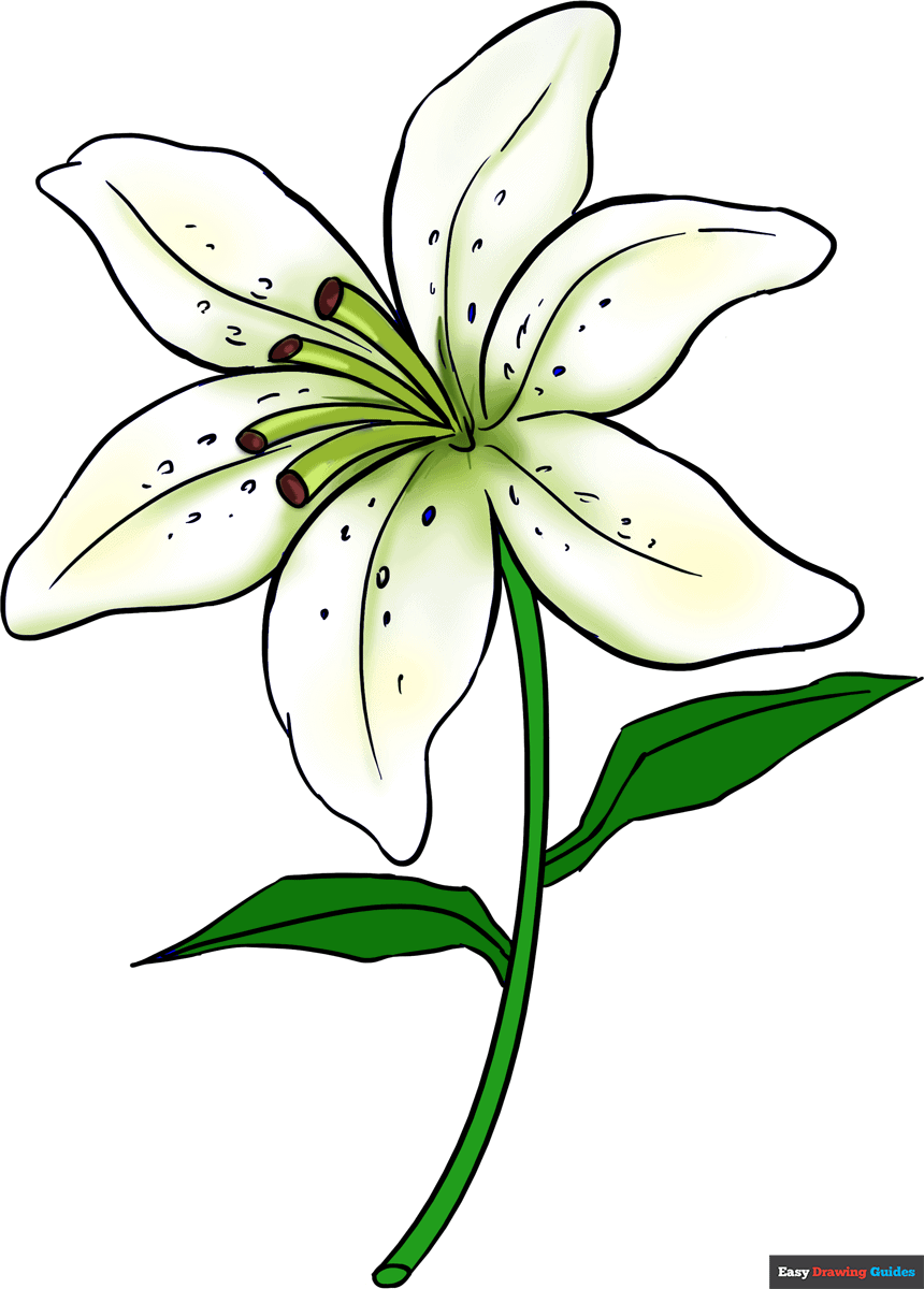 How to Draw a Lily Featured Image