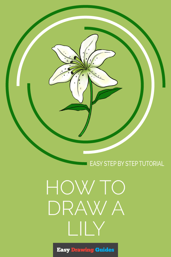 How to Draw a Lily | Share to Pinterest