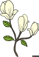 How to Draw Magnolia Flowers