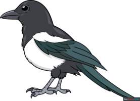 How to Draw a Magpie