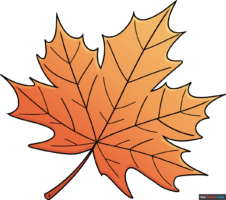 How to Draw a Maple Leaf
