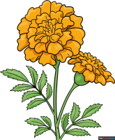 How to Draw a Marigold Flower