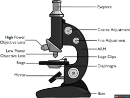 How to Draw a Microscope Diagram for Kids