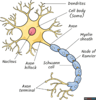 How to Draw a Neuron Diagram
