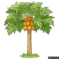 How to Draw a Papaya Tree