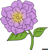 How to Draw a Peony