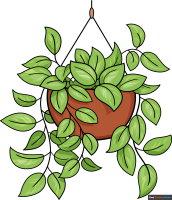 How to Draw a Pothos Plant