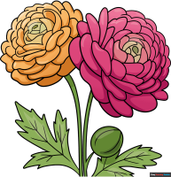How to Draw a Ranunculus