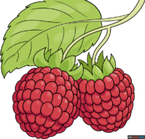 How to Draw a Raspberry