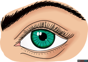 How to Draw a Realistic Eye for Beginners