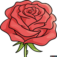 How to Draw a Realistic Rose Flower