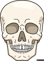 How to Draw a Realistic Skull
