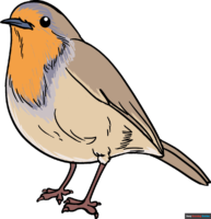 How to Draw a Robin