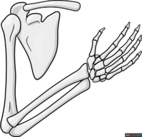 How to Draw a Skeleton Arm