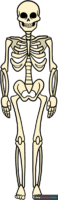 How to Draw a Skeleton
